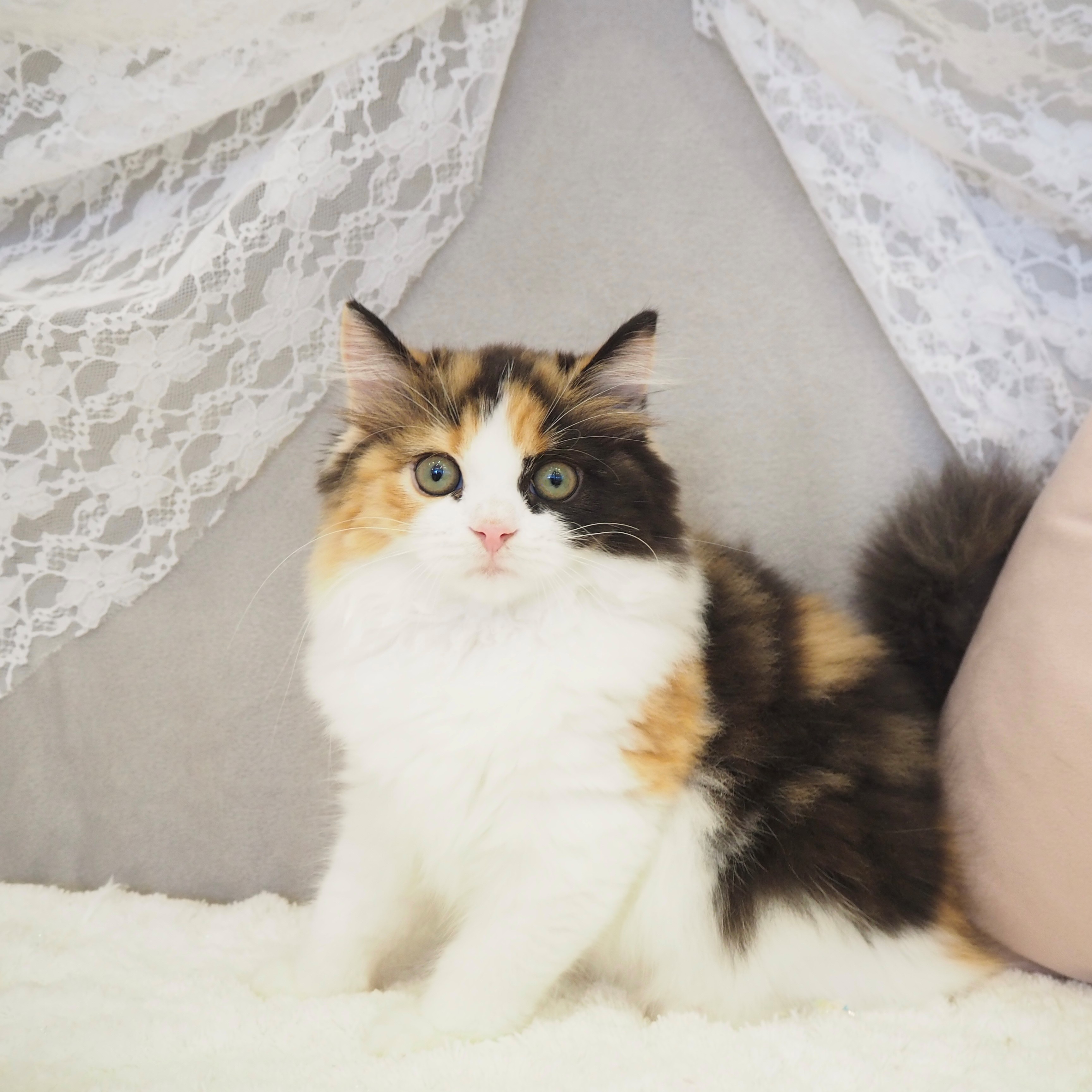 スコティッシュストレート女の子の写真