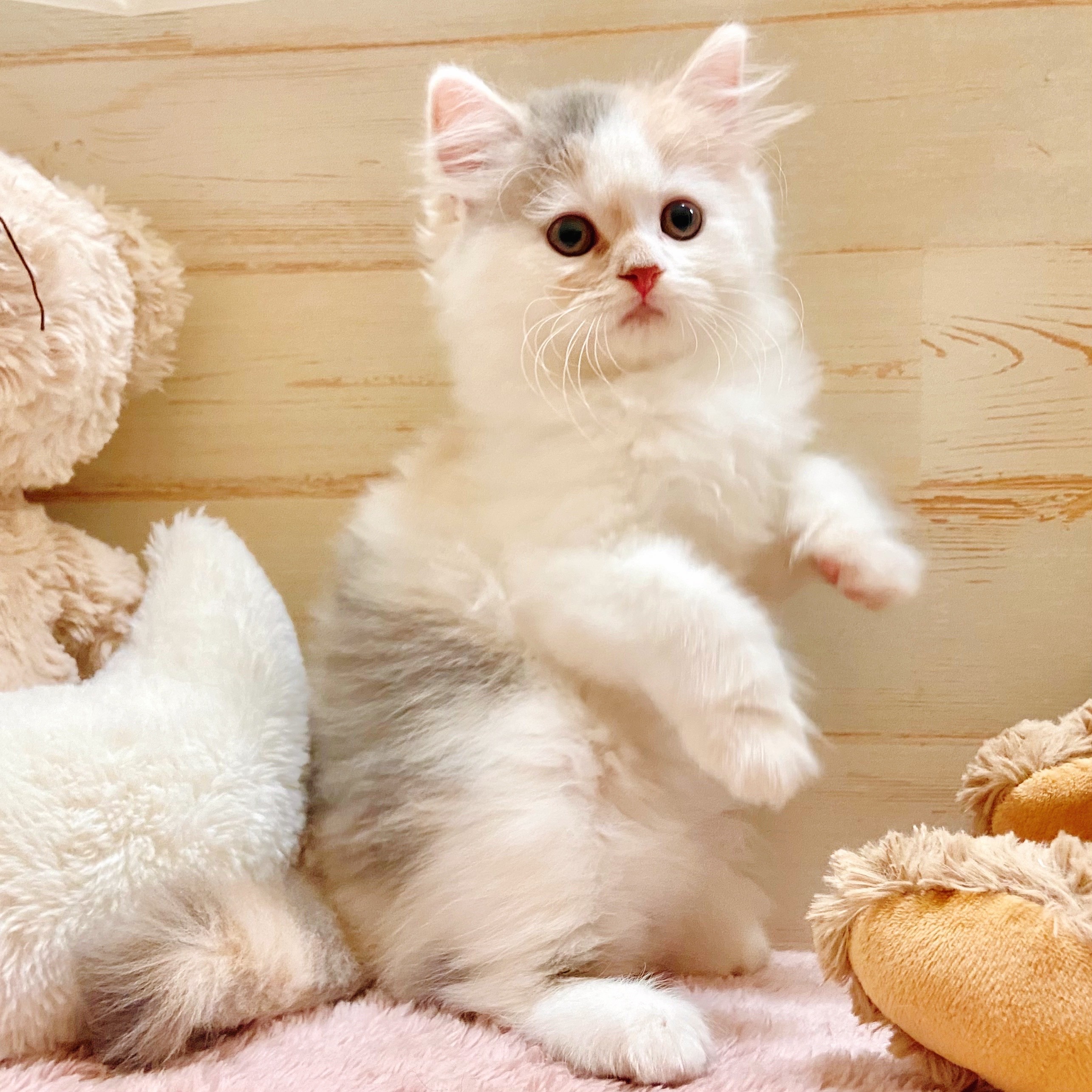 2025年8月31日生まれのスコティッシュストレートの9枚目の写真