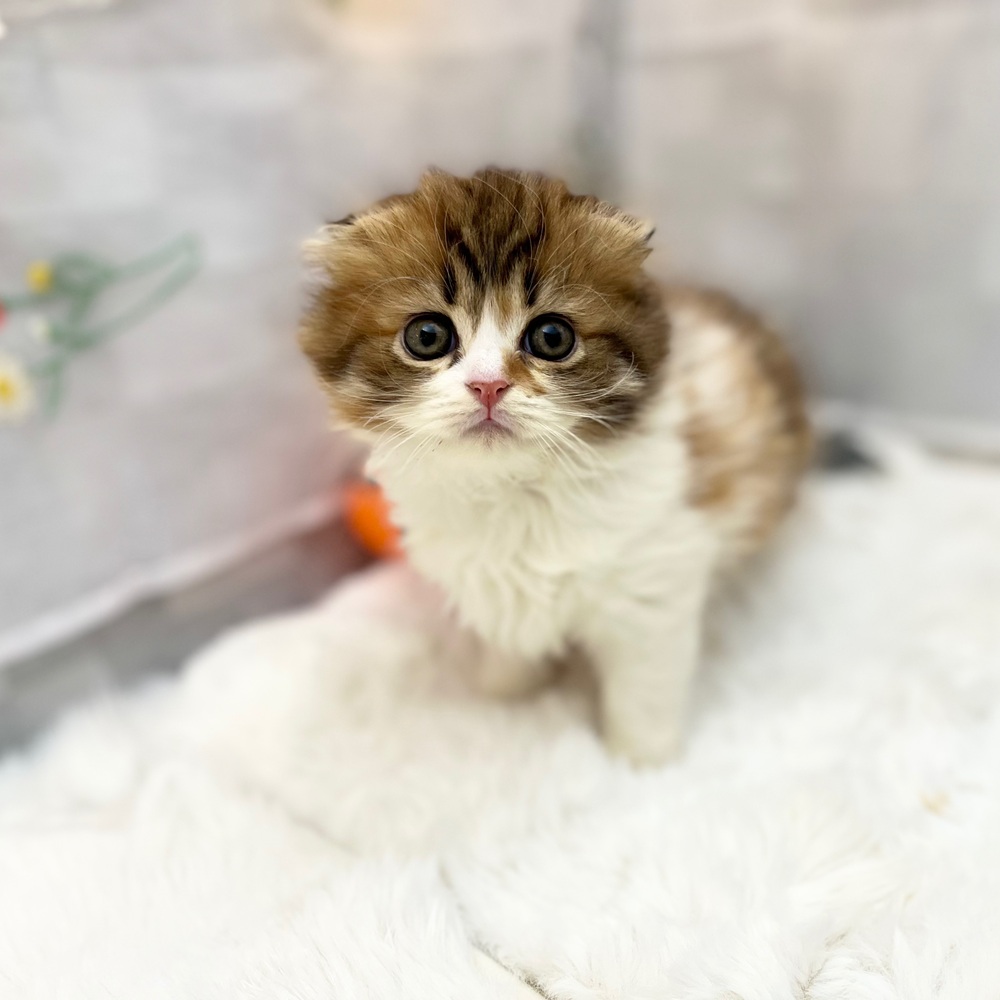 静岡県のスコティッシュフォールド (犬の家＆猫の里MEGAドン・キホーテ袋井店/2025年9月2日生まれ/女の子/キャリコ)の子猫の1枚目の画像