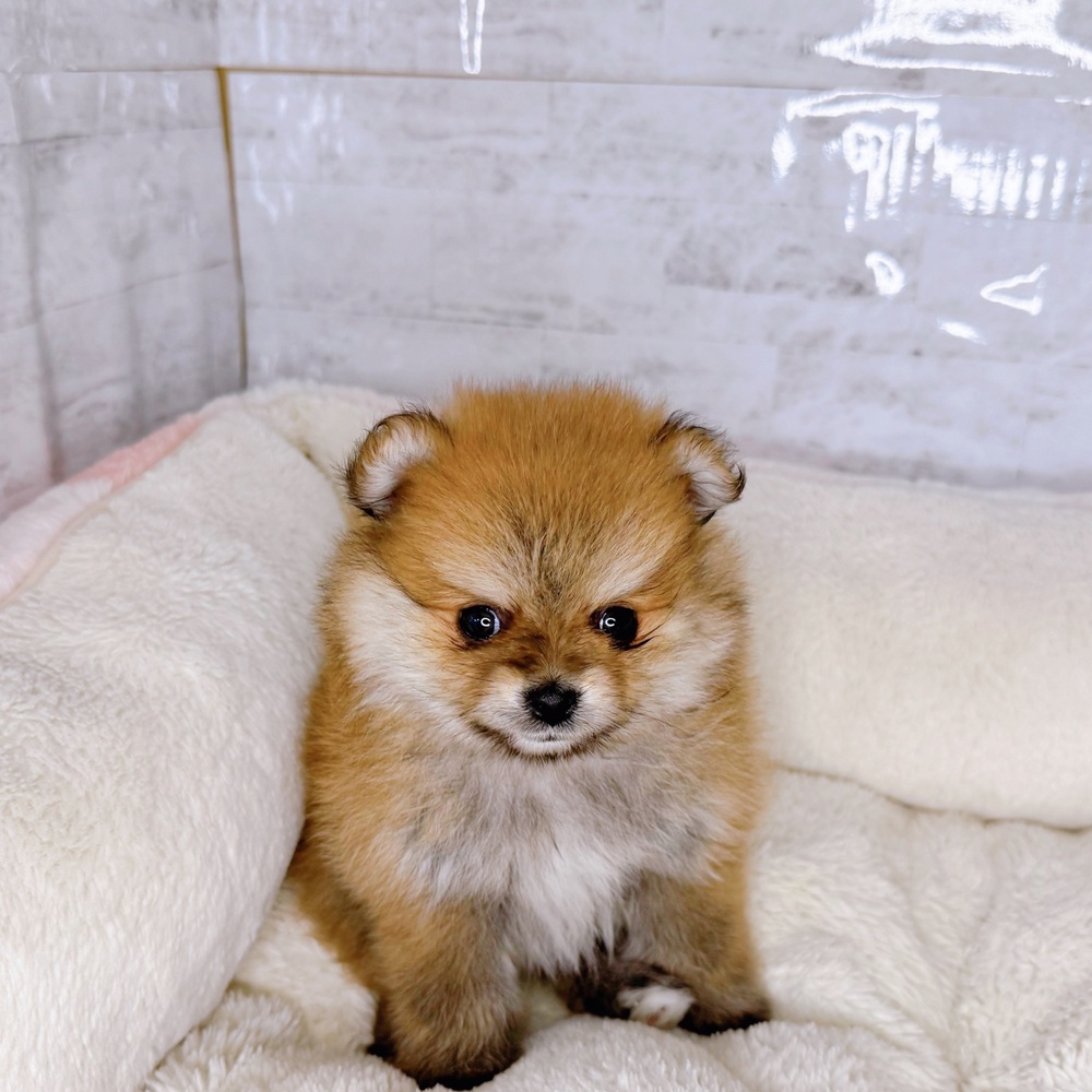 長野県のポメラニアン (犬の家＆猫の里塩尻店/2025年9月1日生まれ/男の子/オレンジ)の子犬