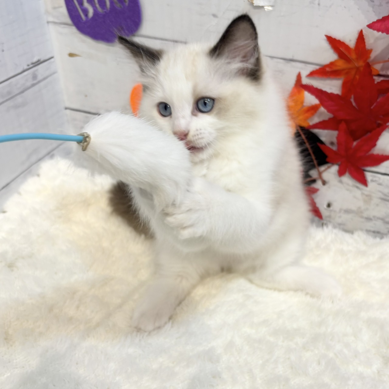 2025年9月1日生まれのラグドールの9枚目の写真