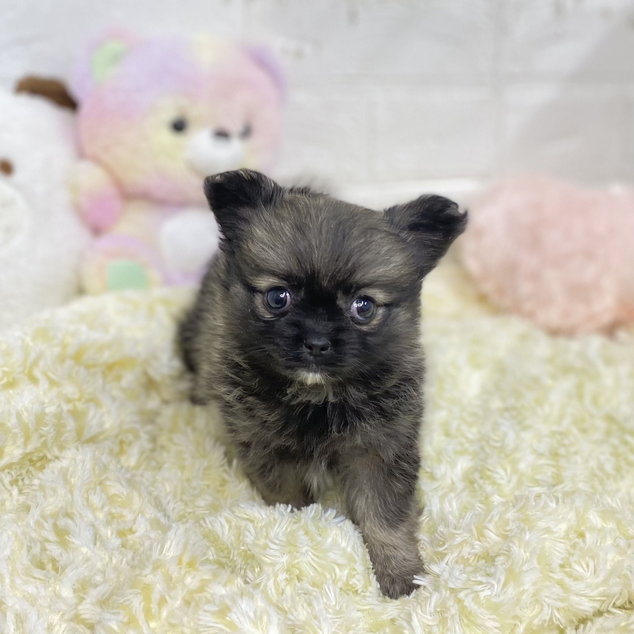 長野県のポメチワ/チワポメ/ポメチー(ポメラニアン×チワワ) (犬の家&猫の里長野店/2025年9月1日生まれ/女の子/ウルフセーブル)の子犬