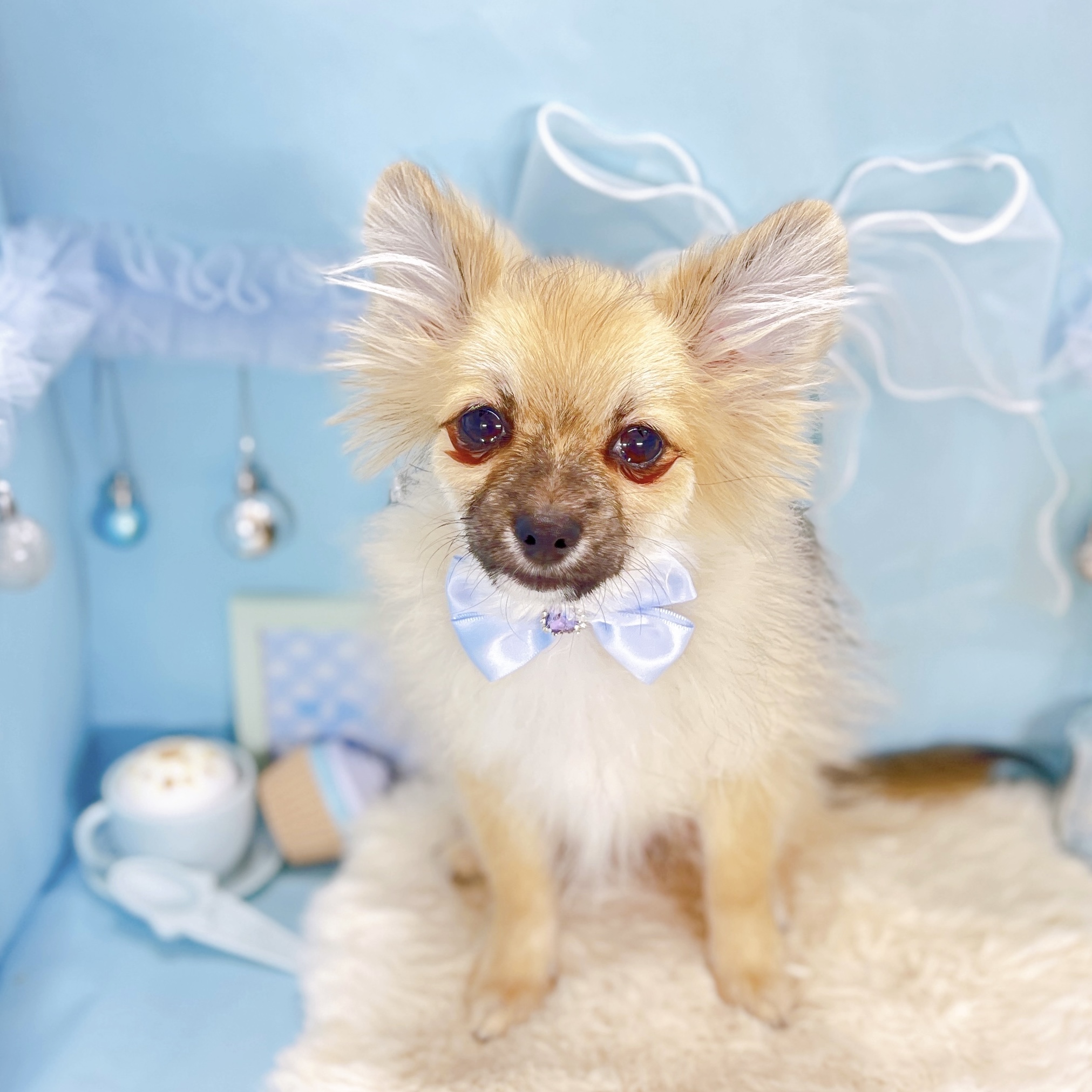 福井県のポメチワ/チワポメ/ポメチー(ポメラニアン×チワワ) (犬の家＆猫の里アミーゴ福井大和田店/2025年9月1日生まれ/男の子/ウルフセーブル)の子犬の1枚目の画像
