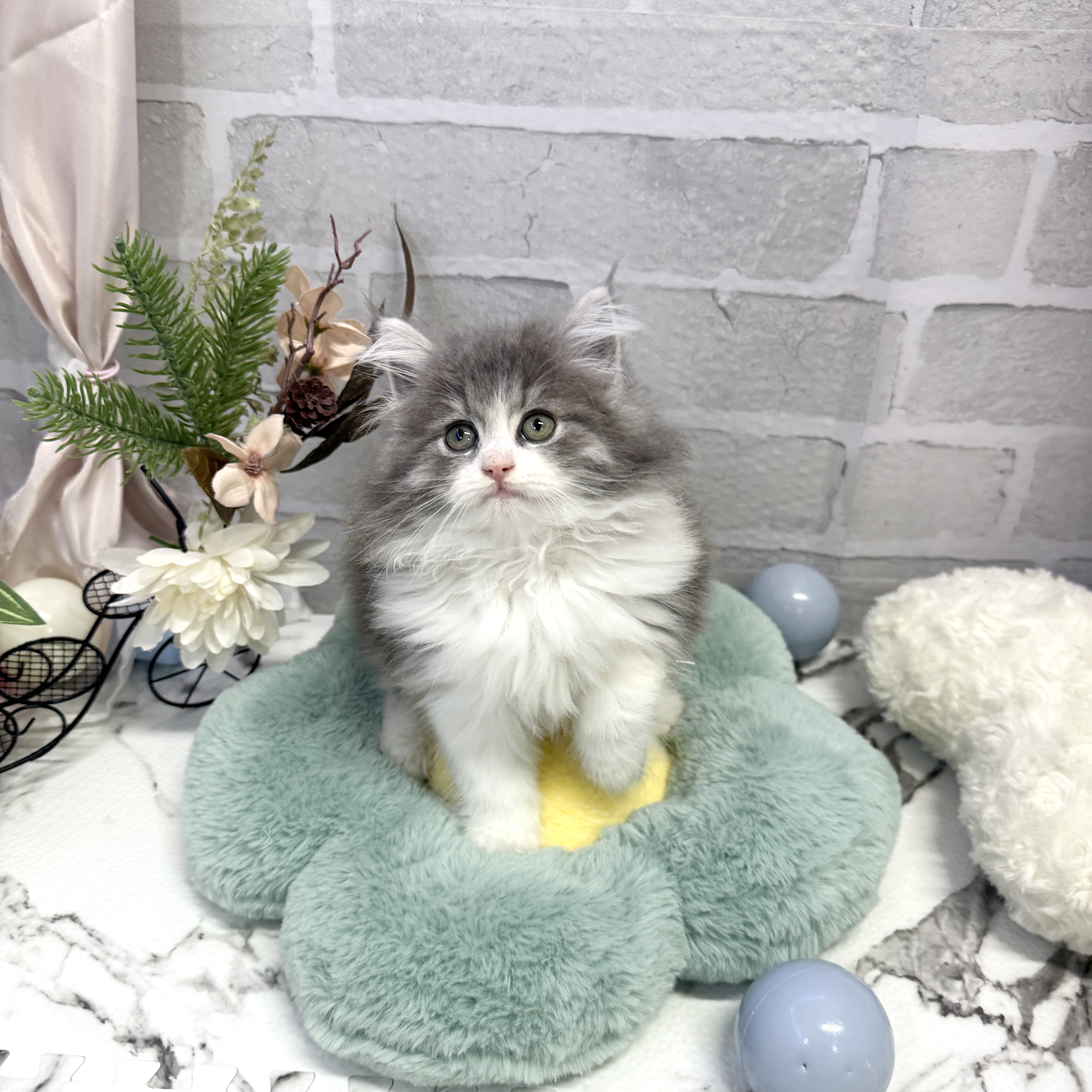 愛知県のサイベリアン (犬の家＆猫の里岡崎店/2025年9月1日生まれ/女の子/ブルータビーホワイト)の子猫の1枚目の画像