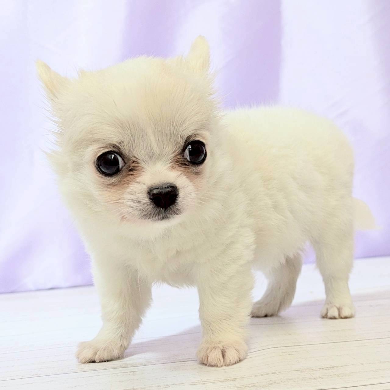 兵庫県のチワワ(ロング) (犬の家＆猫の里尼崎店/2025年9月2日生まれ/男の子/クリームホワイト)の子犬の1枚目の画像