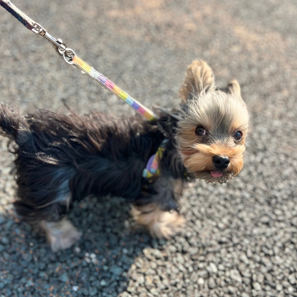 ヨークシャーテリア男の子の写真
