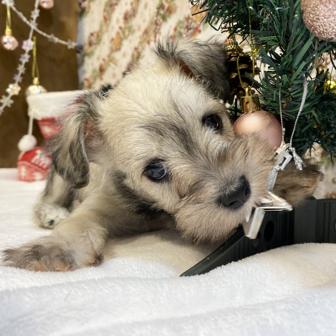 長野県のミニチュアシュナウザー (犬の家＆猫の里カインズ梓川店/2025年9月7日生まれ/女の子/ウィートンペッパー)の子犬の1枚目の画像