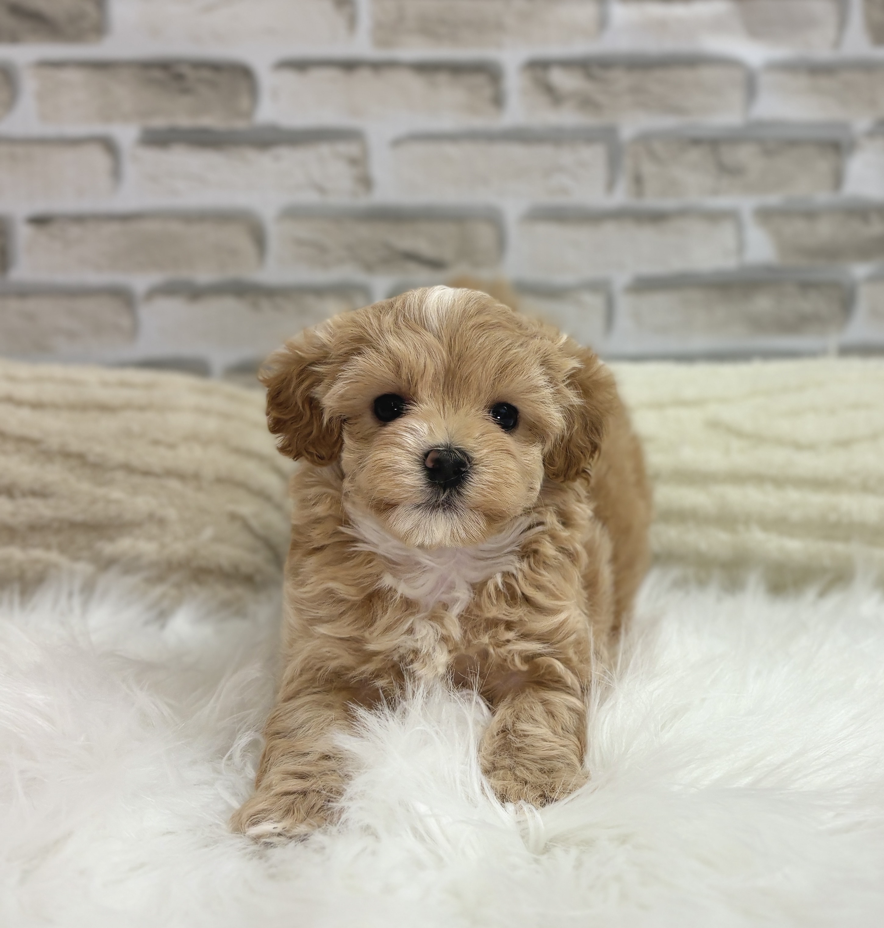 神奈川県のマルプー(マルチーズ×プードル) (犬の家＆猫の里モザイクモール港北店/2025年9月7日生まれ/女の子/クリームホワイト)の子犬の1枚目の画像