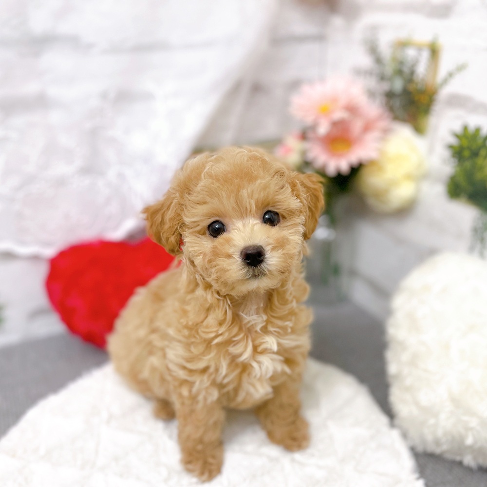 京都府のマルプー(マルチーズ×プードル) (犬の家＆猫の里京都樟葉店/2025年9月9日生まれ/女の子/クリーム)の子犬の1枚目の画像