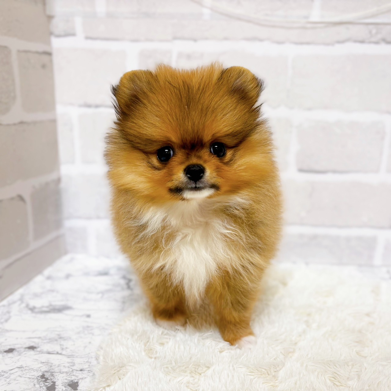 京都府のポメラニアン (犬の家＆猫の里京都精華店/2025年9月11日生まれ/女の子/オレンジホワイト)の子犬の1枚目の画像