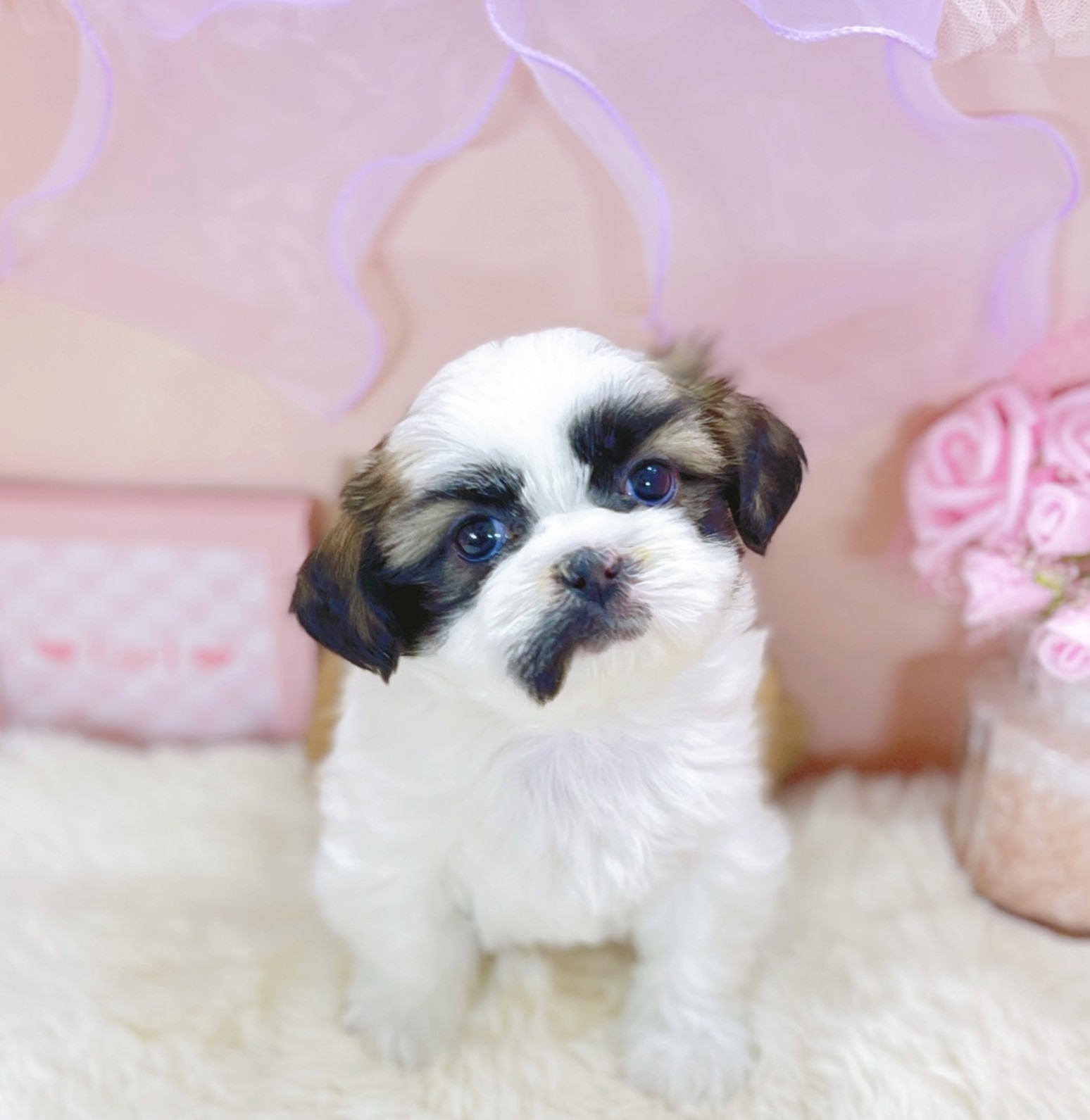 福井県のシーズー (犬の家＆猫の里アミーゴ福井大和田店/2025年9月12日生まれ/女の子/ゴールドホワイト)の子犬の1枚目の画像