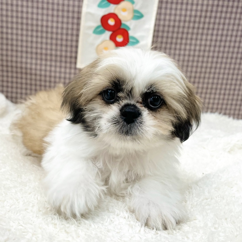 シーズー女の子の写真