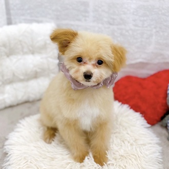 ハーフ犬男の子の写真