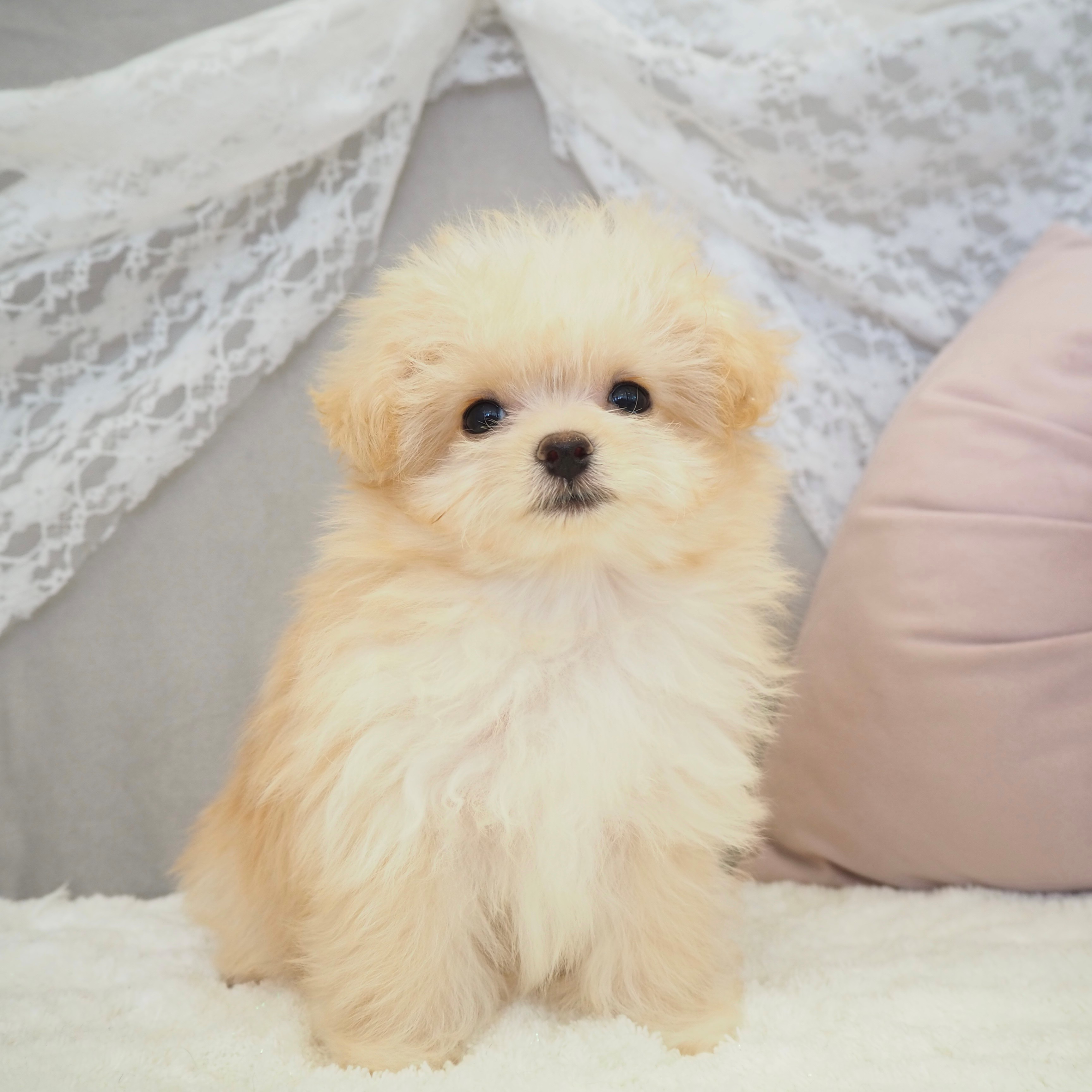 大阪府のポメプー(ポメラニアン×プードル) (犬の家＆猫の里もりのみやキューズモールBASE店/2025年9月11日生まれ/男の子/オレンジフォーン)の子犬の1枚目の画像