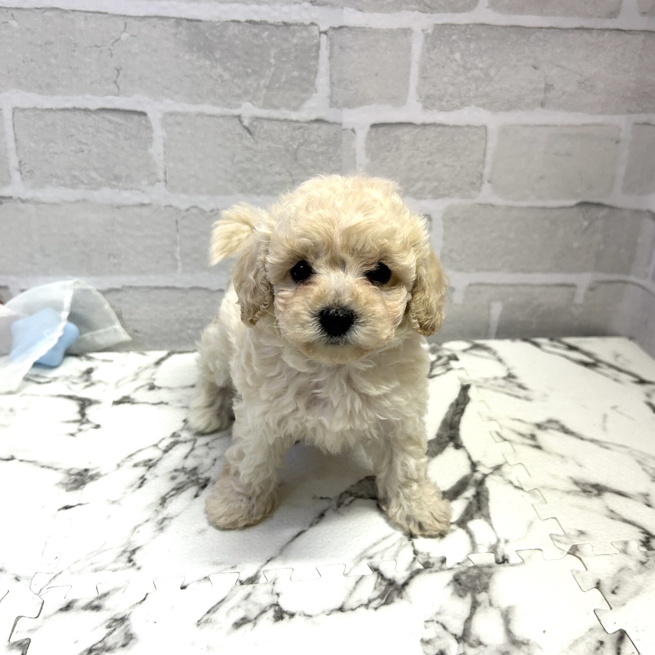 愛知県のビションプー(ビションフリーゼ×プードル) (犬の家＆猫の里岡崎店/2025年9月14日生まれ/女の子/クリーム)の子犬の1枚目の画像