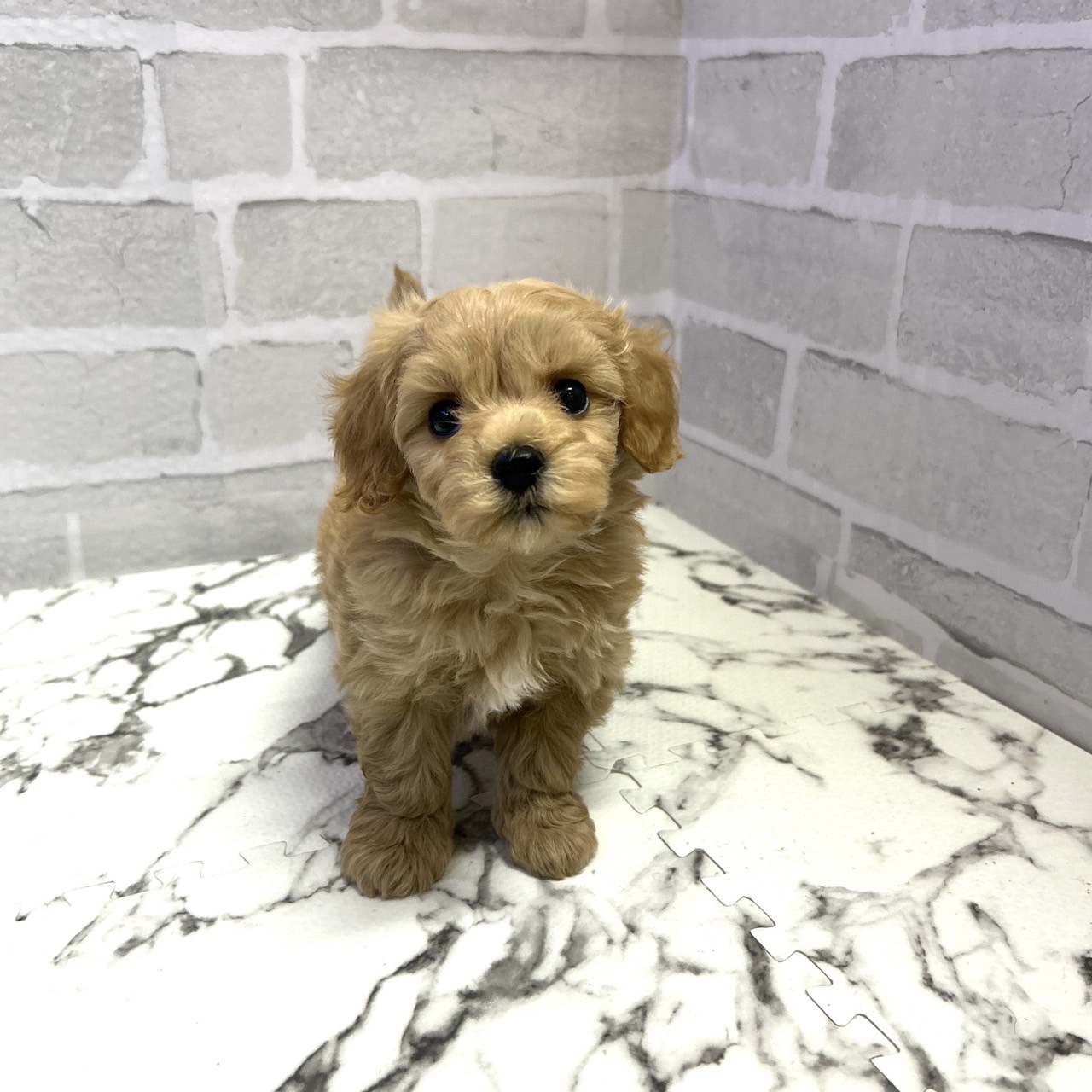 愛知県のマルプー(マルチーズ×プードル) (犬の家＆猫の里岡崎店/2025年9月15日生まれ/男の子/クリーム)の子犬の1枚目の画像