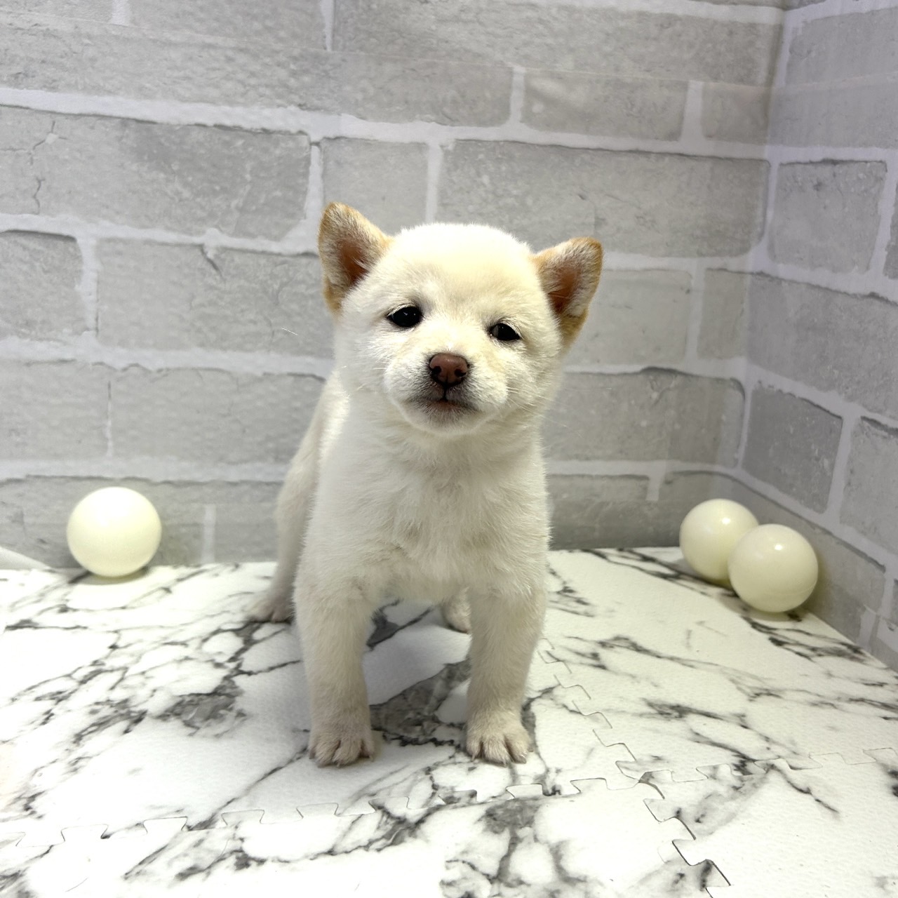 豆柴女の子の写真