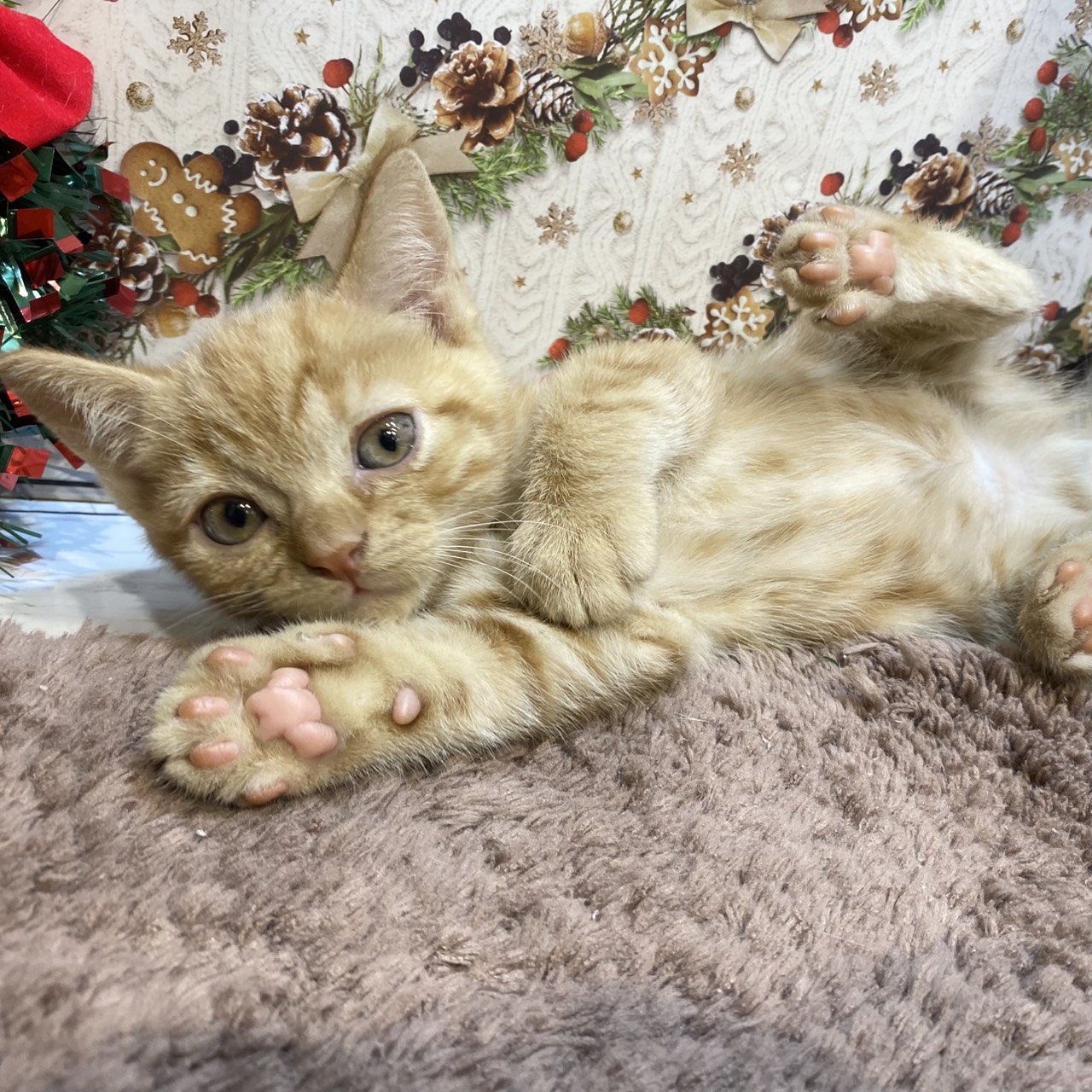 長野県のアメリカンショートヘアー (犬の家＆猫の里カインズ梓川店/2025年9月16日生まれ/男の子/レッドタビー)の子猫の1枚目の画像