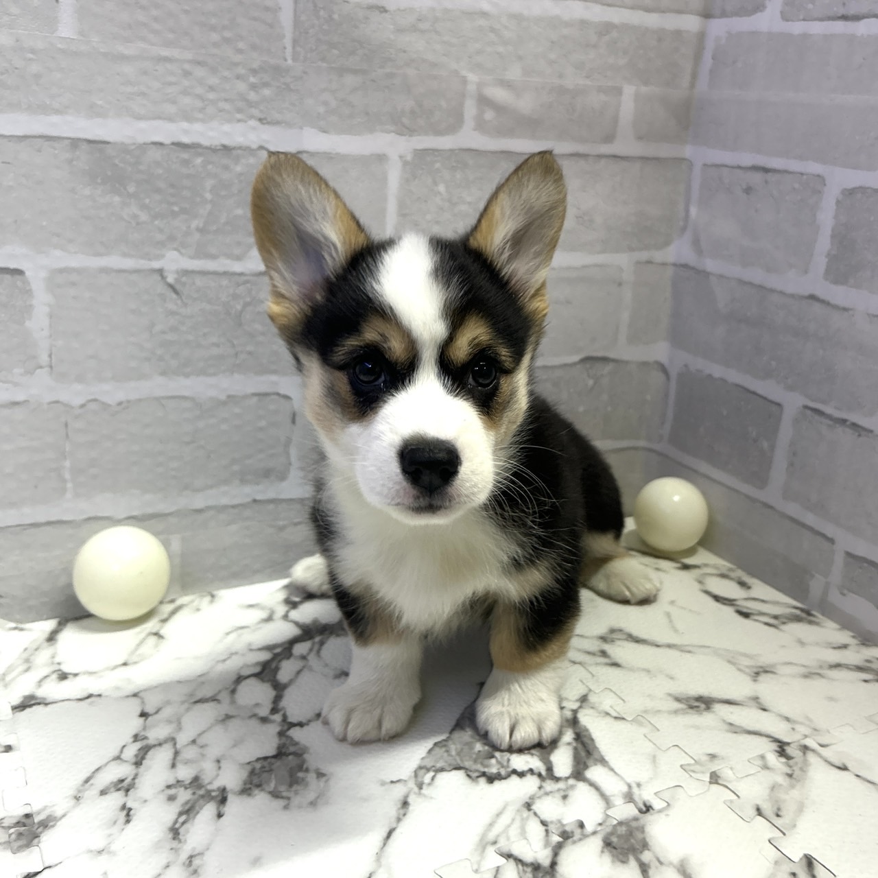 愛知県のウェルシュコーギーペンブローク (犬の家＆猫の里岡崎店/2025年9月15日生まれ/女の子/ブラックタンホワイト)の子犬の1枚目の画像