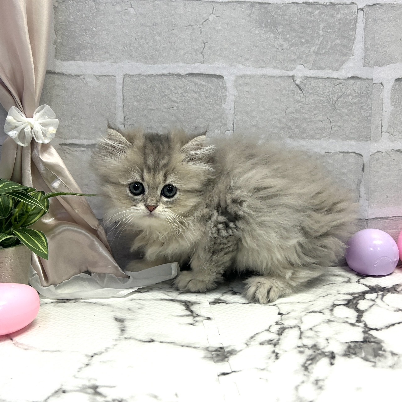 愛知県のスコティッシュストレート (犬の家＆猫の里岡崎店/2025年9月14日生まれ/男の子/シルバータビーホワイト)の子猫の1枚目の画像