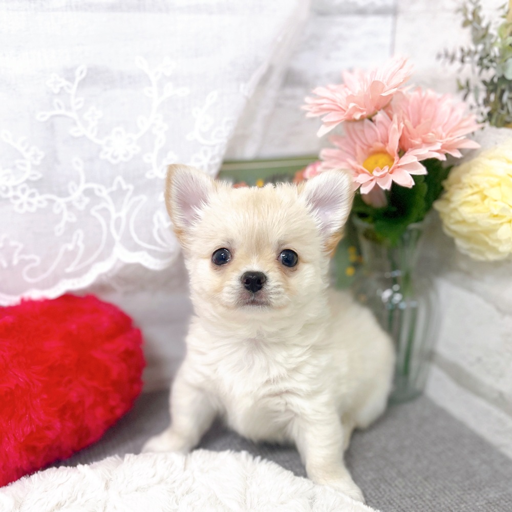 京都府のチワワ(ロング) (犬の家＆猫の里京都樟葉店/2025年9月15日生まれ/男の子/クリームホワイト)の子犬の1枚目の画像