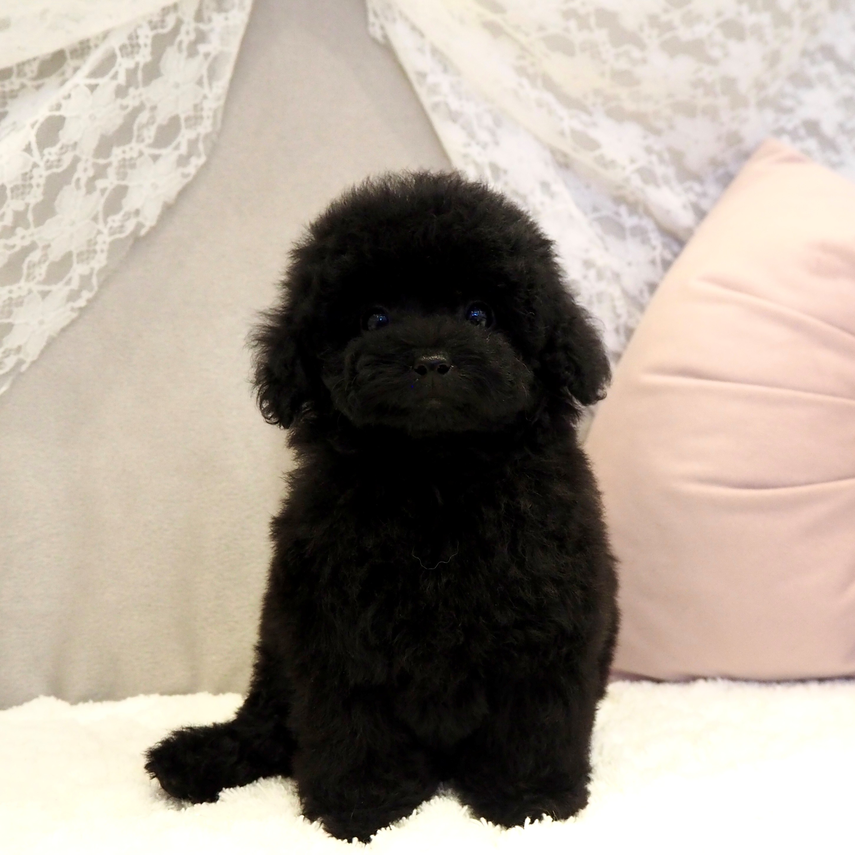 タイニープードル女の子の写真