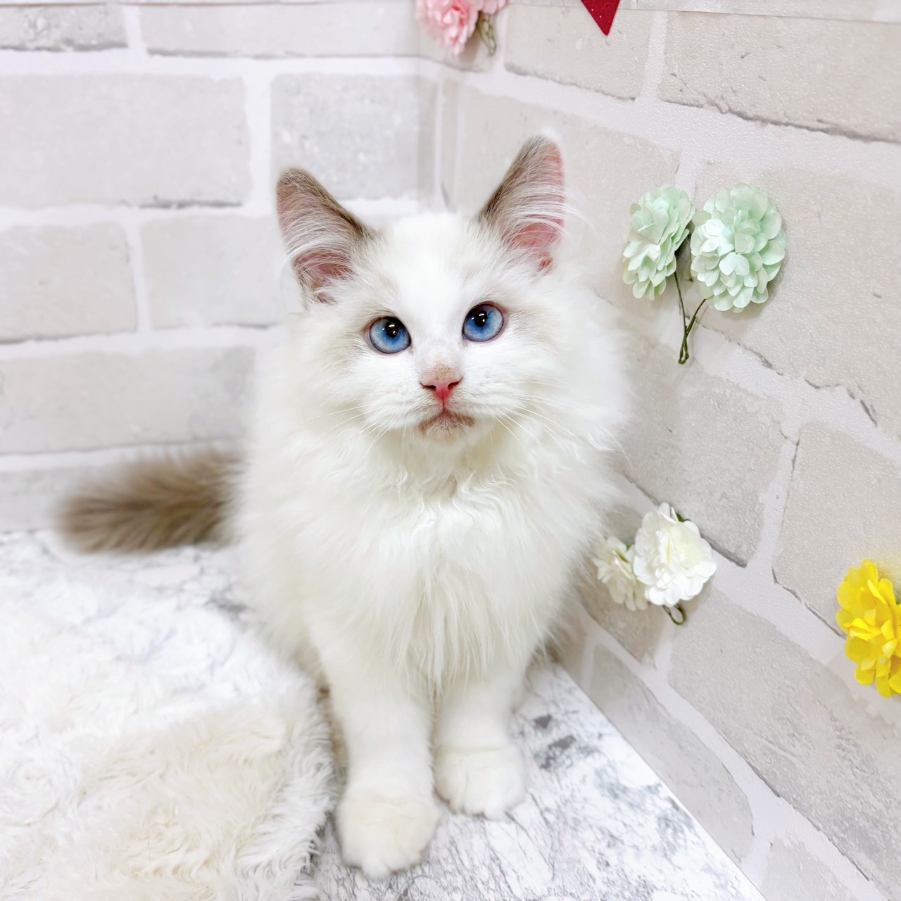 京都府のラグドール (犬の家＆猫の里京都精華店/2025年9月21日生まれ/男の子/ブルーポイントバイカラー)の子猫の1枚目の画像