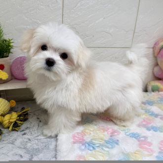 兵庫県のマルチーズ (犬の家＆猫の里ゆめタウン姫路店/2025年9月19日生まれ/男の子/ホワイト)の子犬の1枚目の画像