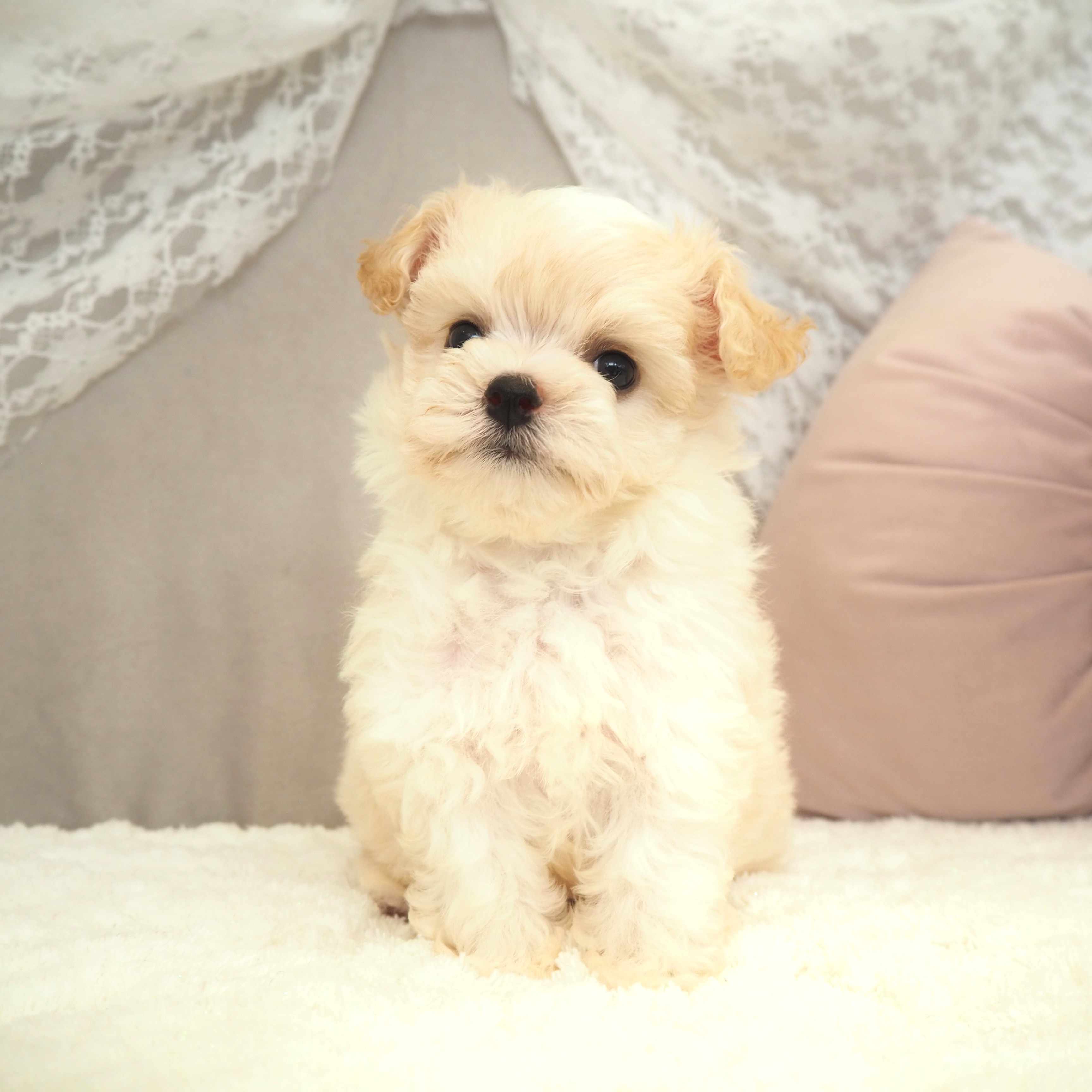 ハーフ犬男の子の写真