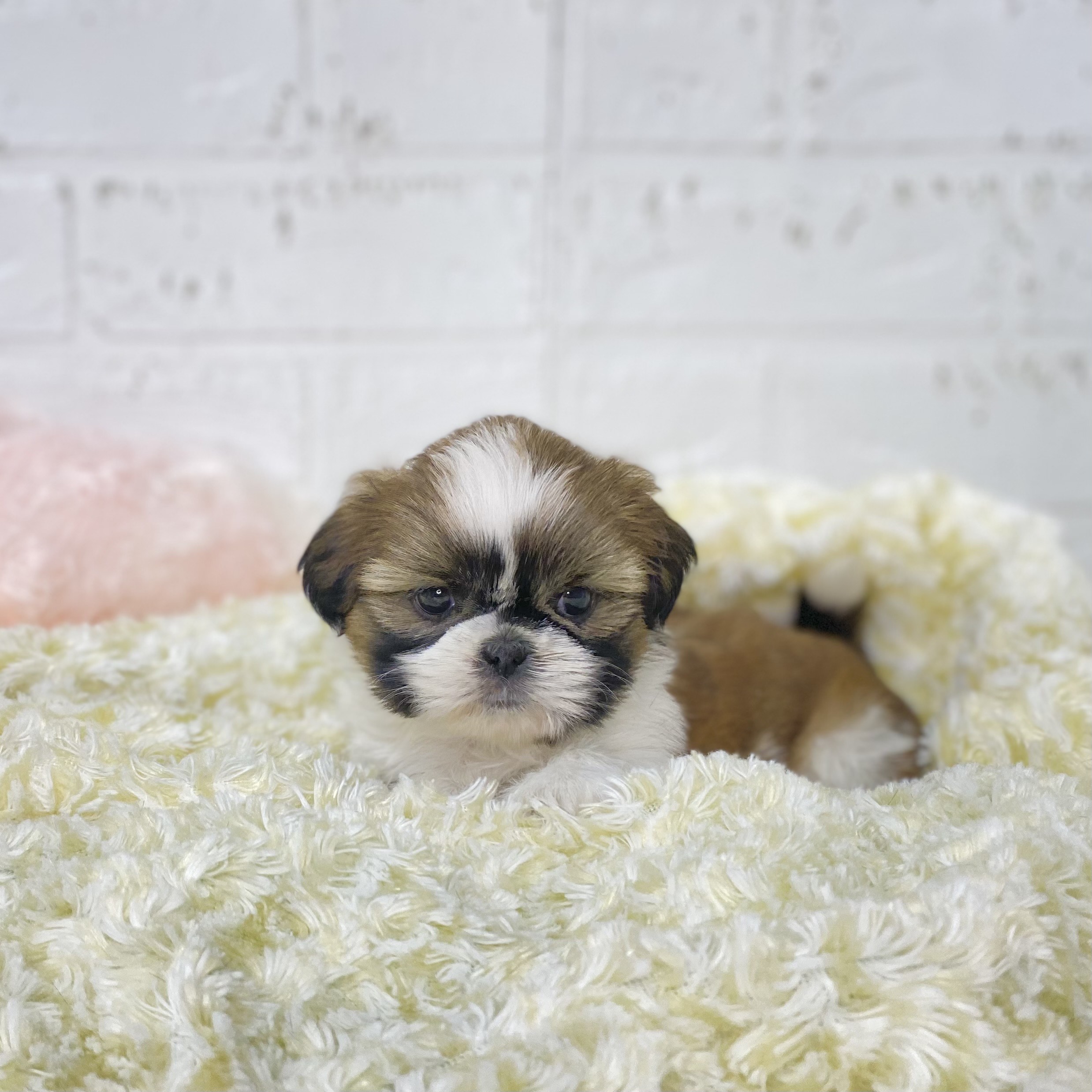 長野県のシーズー (犬の家＆猫の里長野店/2025年9月22日生まれ/女の子/ホワイトゴールド)の子犬の1枚目の画像