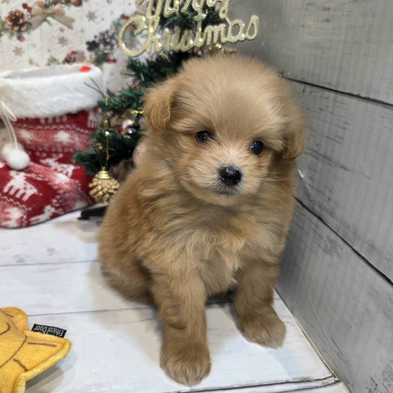 長野県のポメプー(ポメラニアン×プードル) (犬の家＆猫の里カインズ梓川店/2025年9月22日生まれ/男の子/アプリコット)の子犬