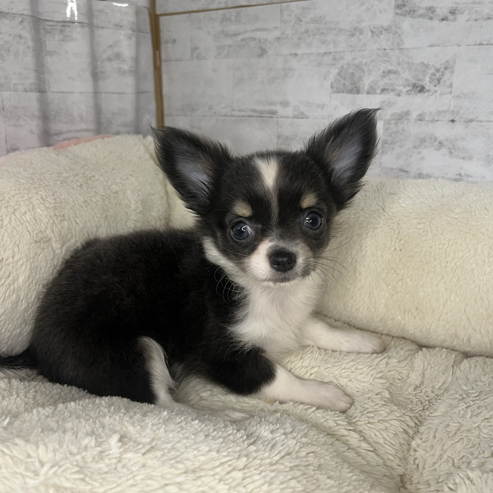 長野県のチワワ(ロング) (犬の家＆猫の里塩尻店/2025年9月22日生まれ/女の子/ブルー、タン&ホワイト)の子犬