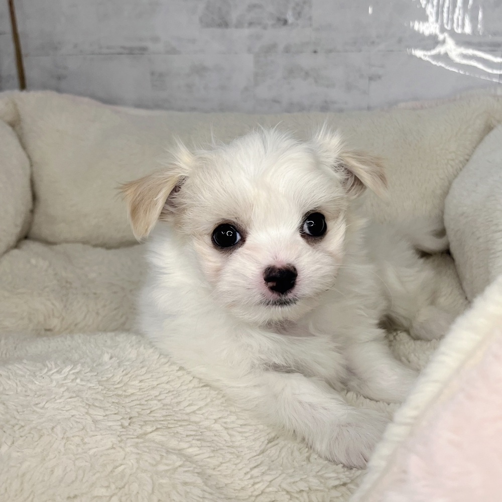 長野県のチワマル/マルチワ(チワワ×マルチーズ) (犬の家＆猫の里塩尻店/2025年9月22日生まれ/男の子/ホワイトクリーム)の子犬