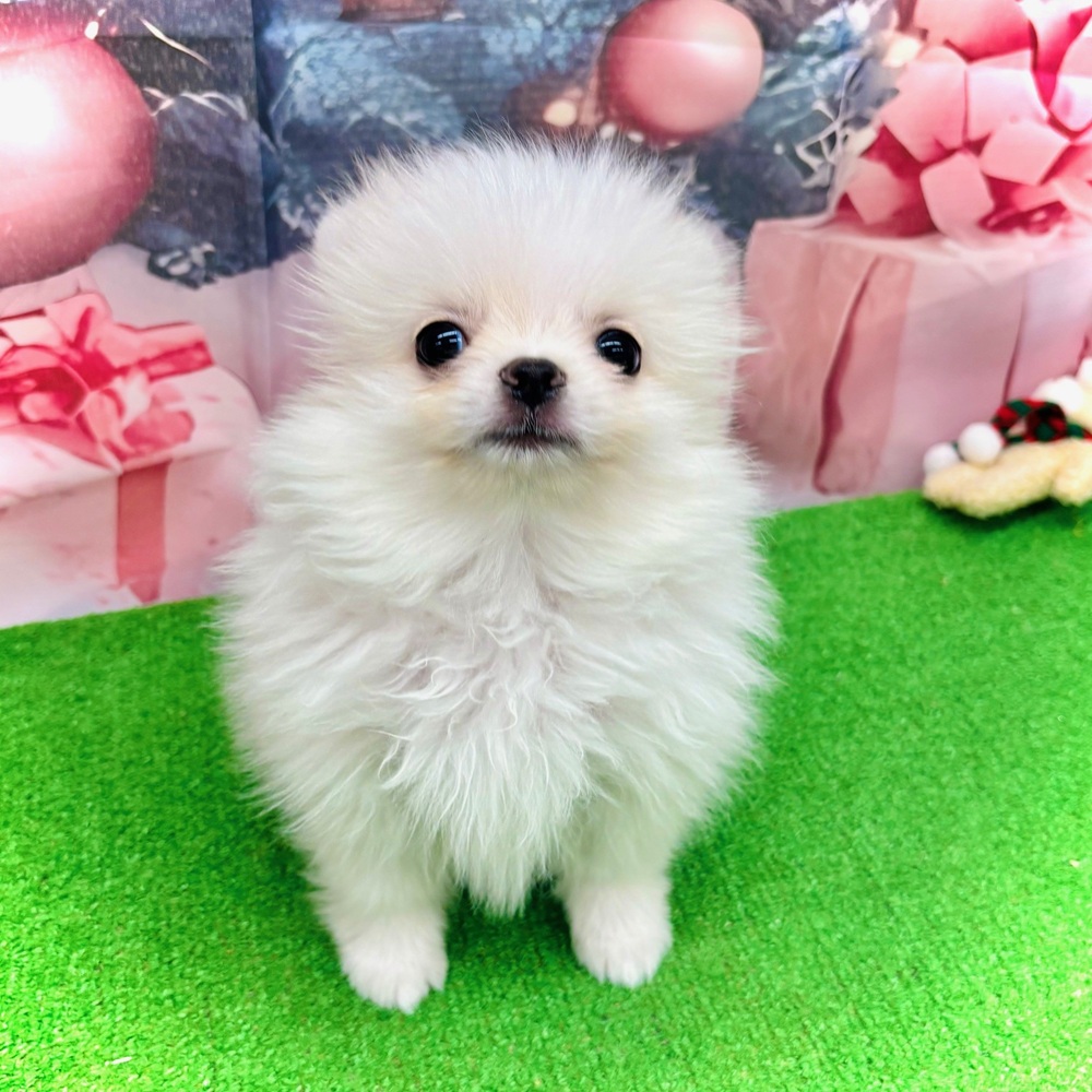 ハーフ犬男の子の写真