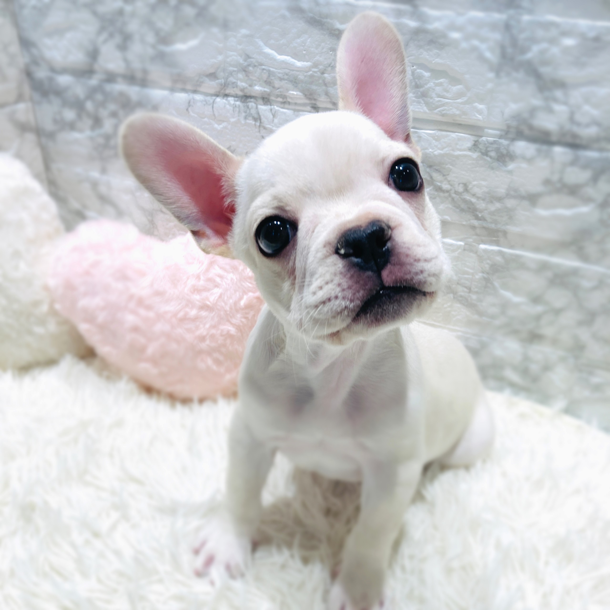 フレンチブルドッグ男の子の写真