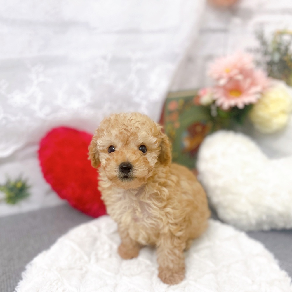 ハーフ犬男の子の写真