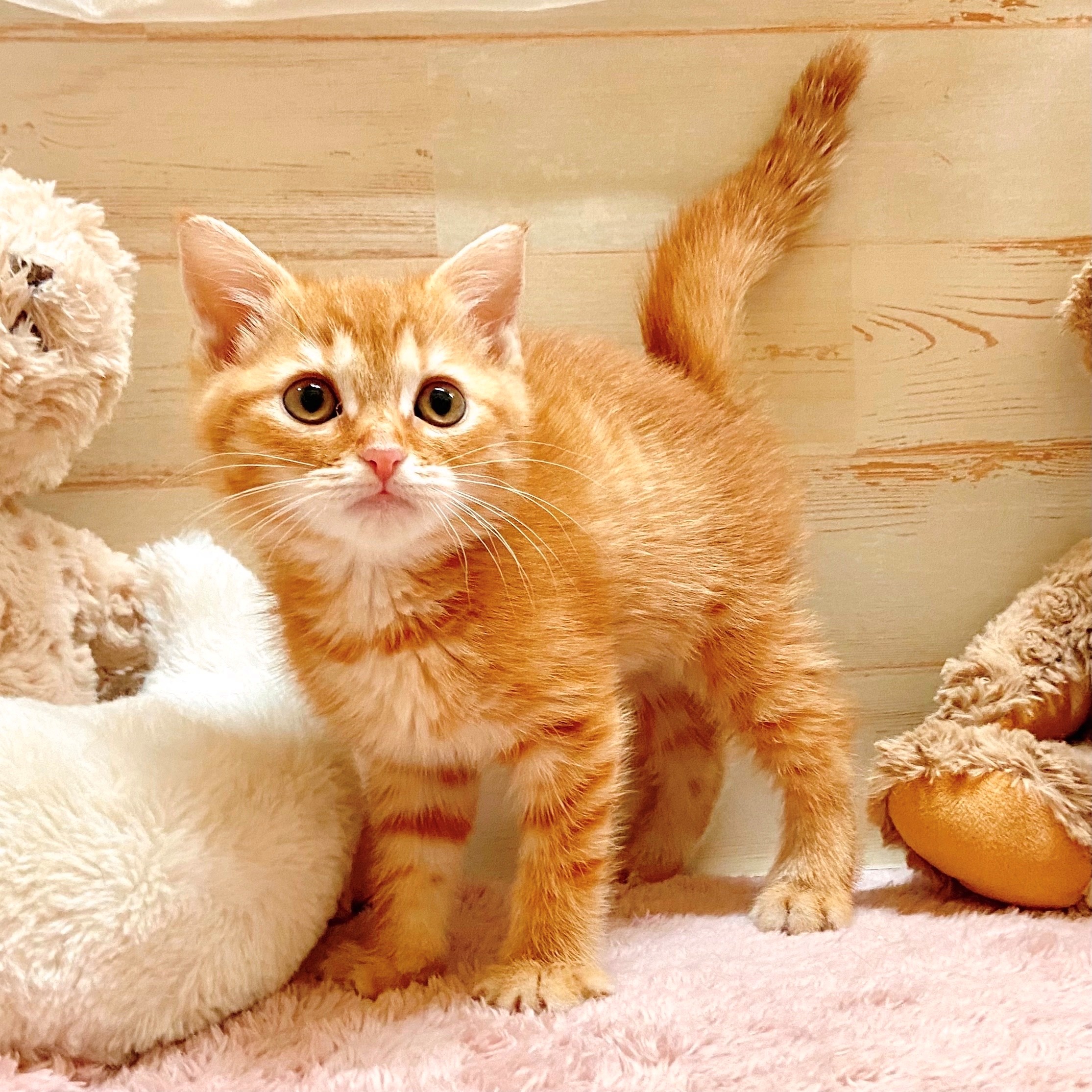 兵庫県のスコティッシュフォールド (犬の家＆猫の里神戸店/2025年9月21日生まれ/女の子/レッドタビー)の子猫の1枚目の画像