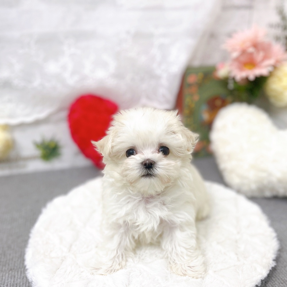 マルチーズ男の子の写真
