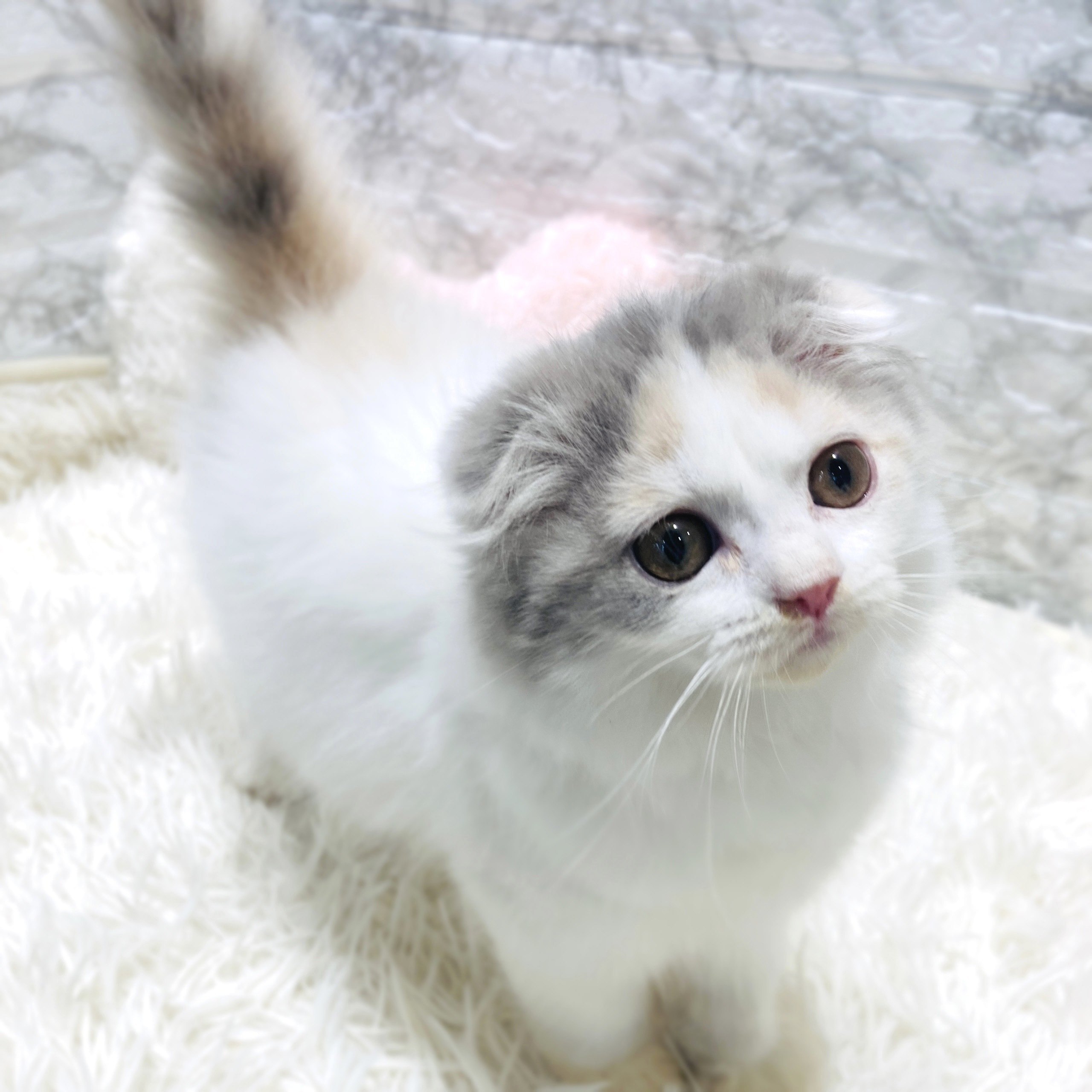 スコティッシュフォールド女の子の写真