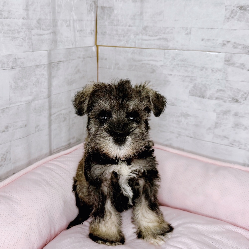 長野県のミニチュアシュナウザー (犬の家＆猫の里塩尻店/2025年9月28日生まれ/男の子/ソルトペッパー)の子犬