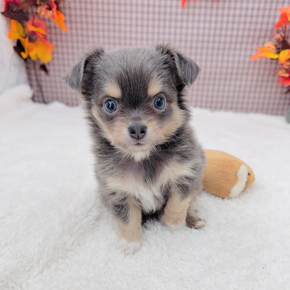 チワワ（ロング）男の子の写真