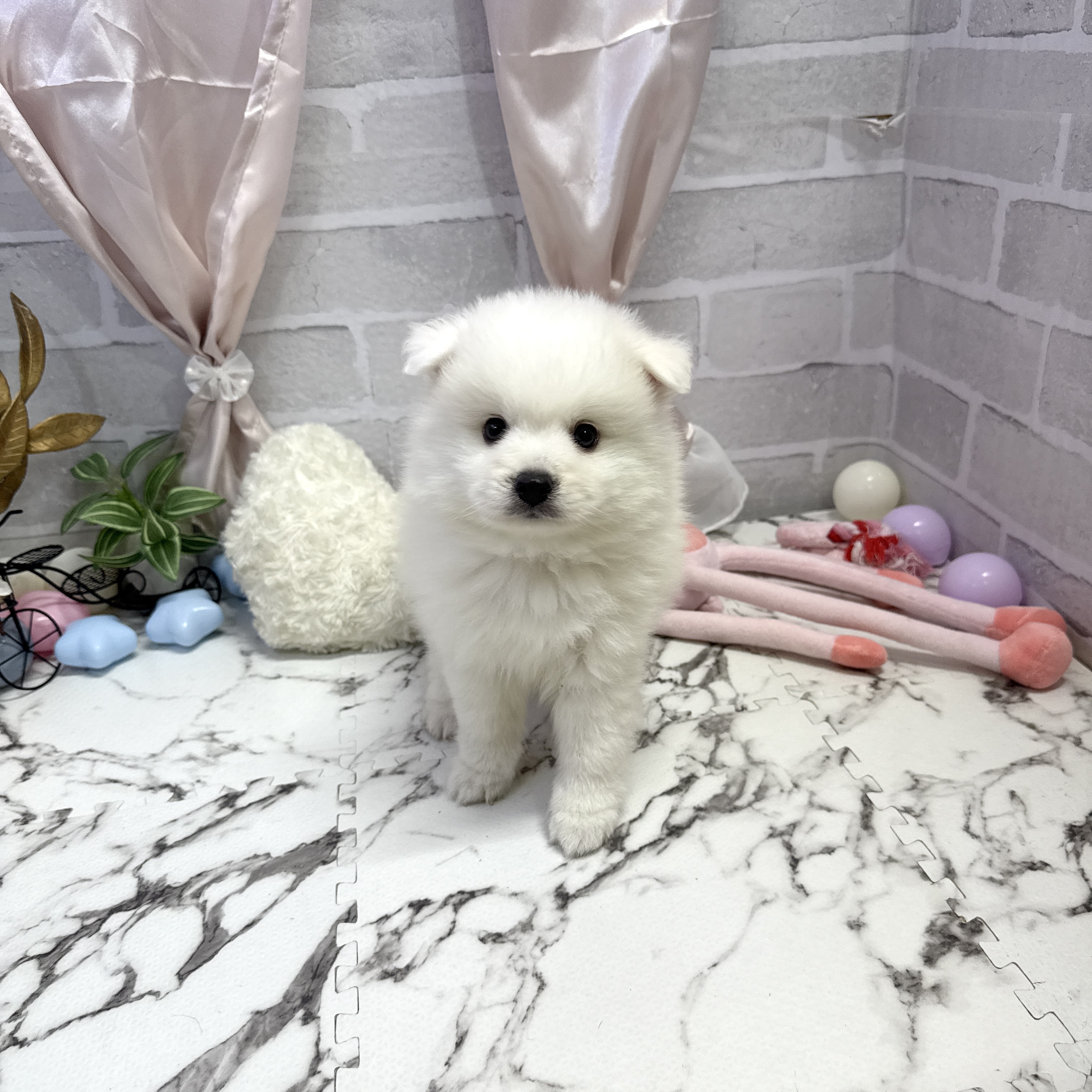 日本スピッツ男の子の写真