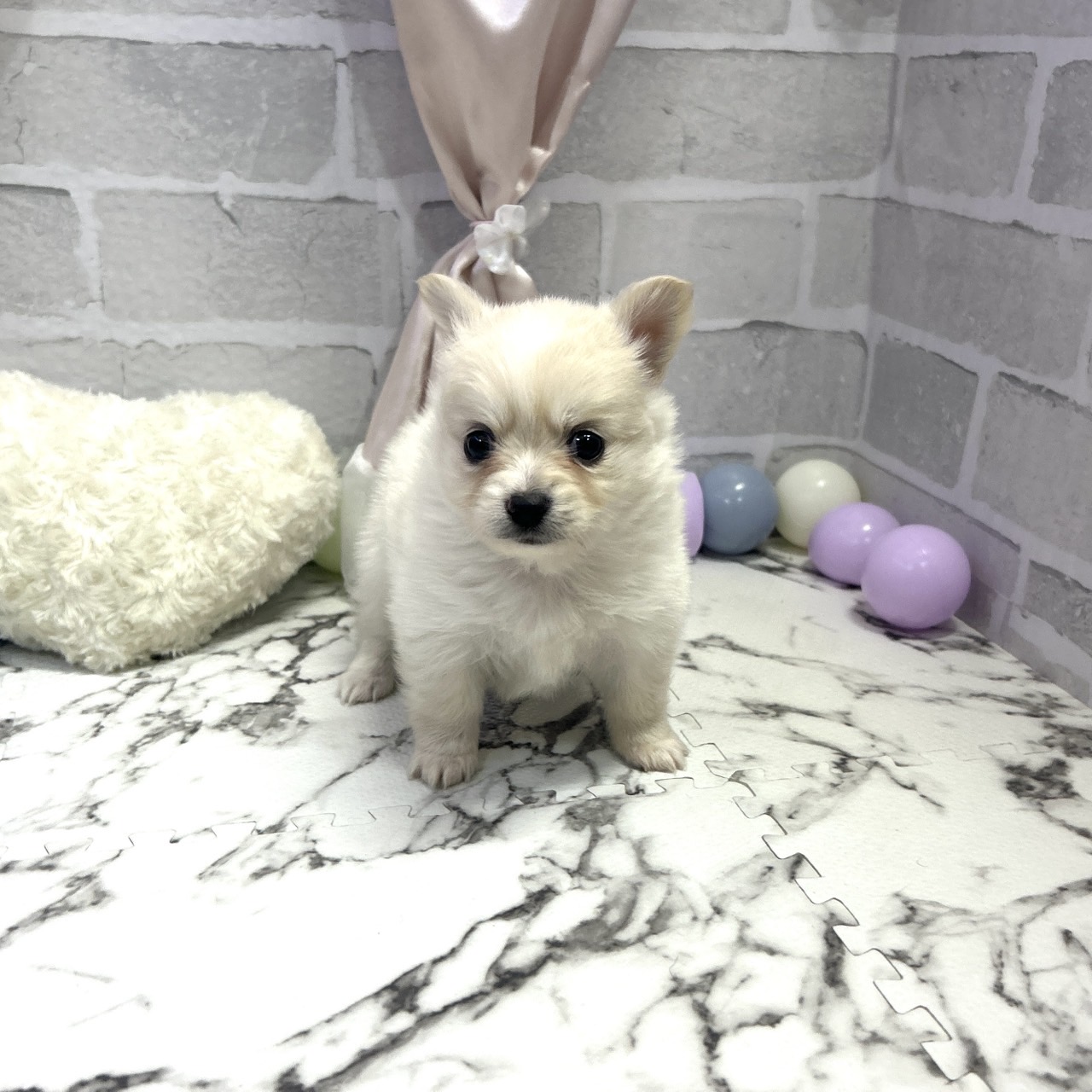愛知県のポメチワ/チワポメ/ポメチー(ポメラニアン×チワワ) (犬の家＆猫の里岡崎店/2025年9月29日生まれ/女の子/クリーム)の子犬の1枚目の画像