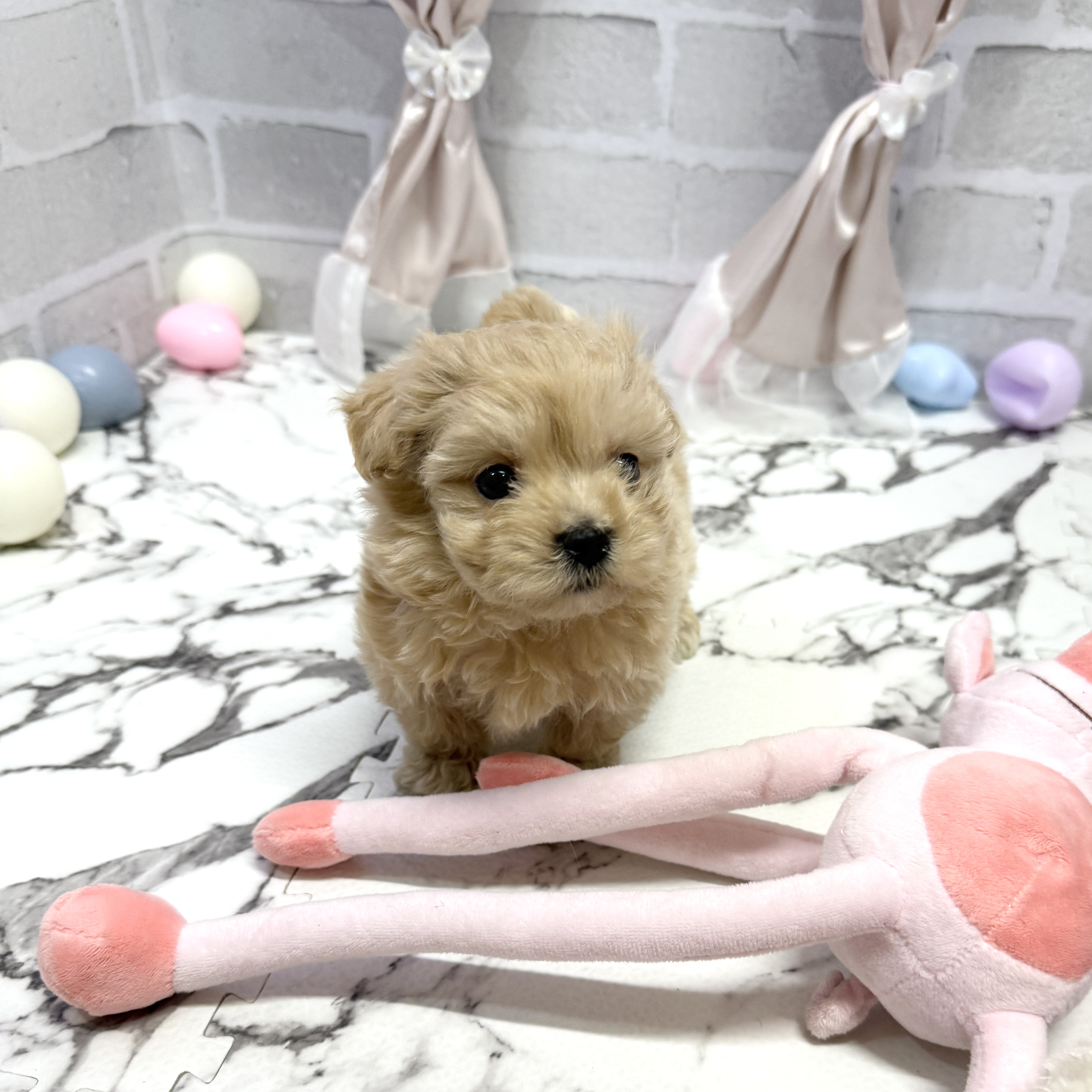 ハーフ犬男の子の写真