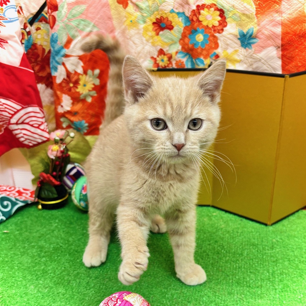 愛知県のマンチカン (犬の家＆猫の里名古屋天白店/2025年10月6日生まれ/男の子/クリーム)の子猫の1枚目の画像