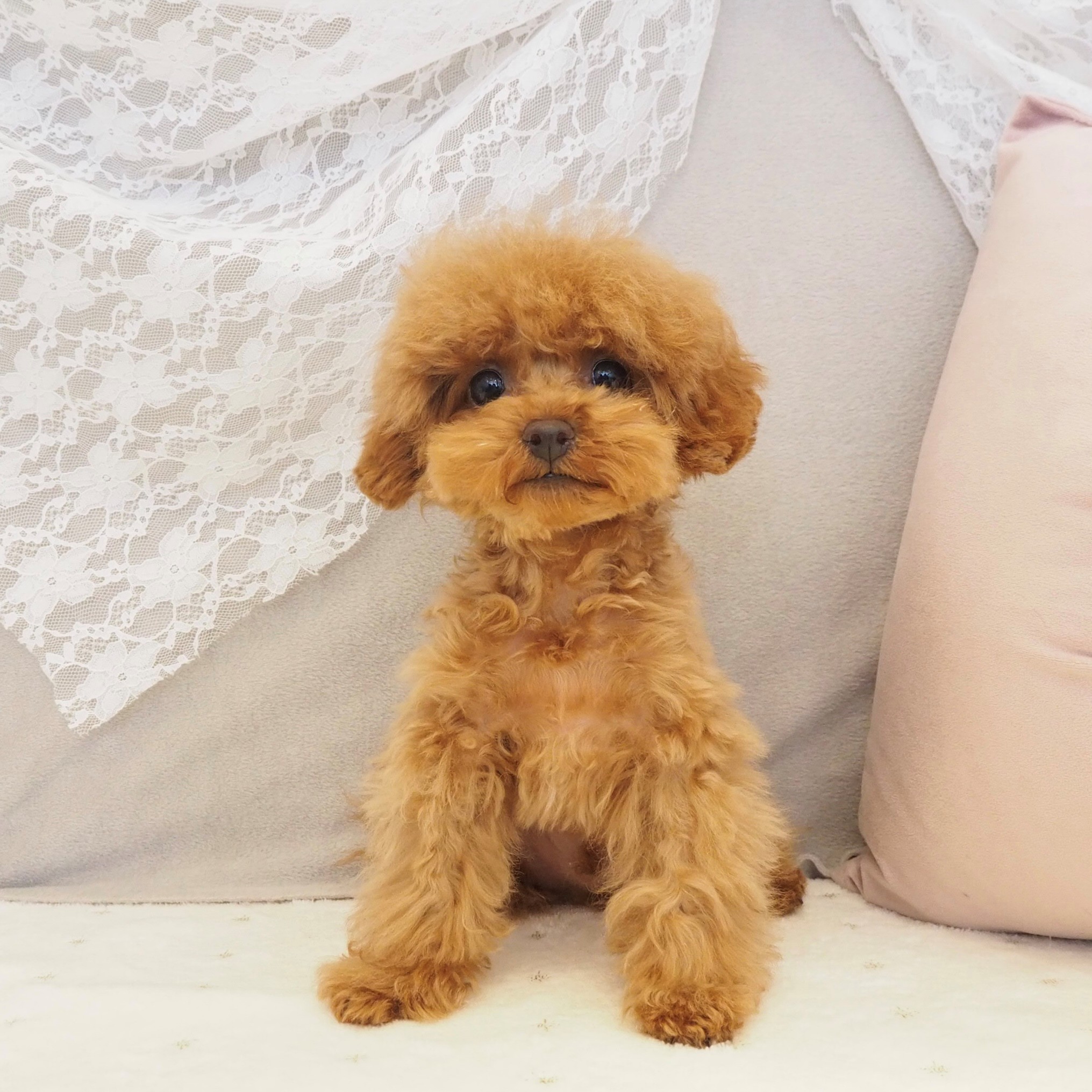 大阪府のトイプードル(タイニー) (犬の家＆猫の里もりのみやキューズモールBASE店/2025年10月2日生まれ/男の子/レッドフォーン)の子犬の1枚目の画像