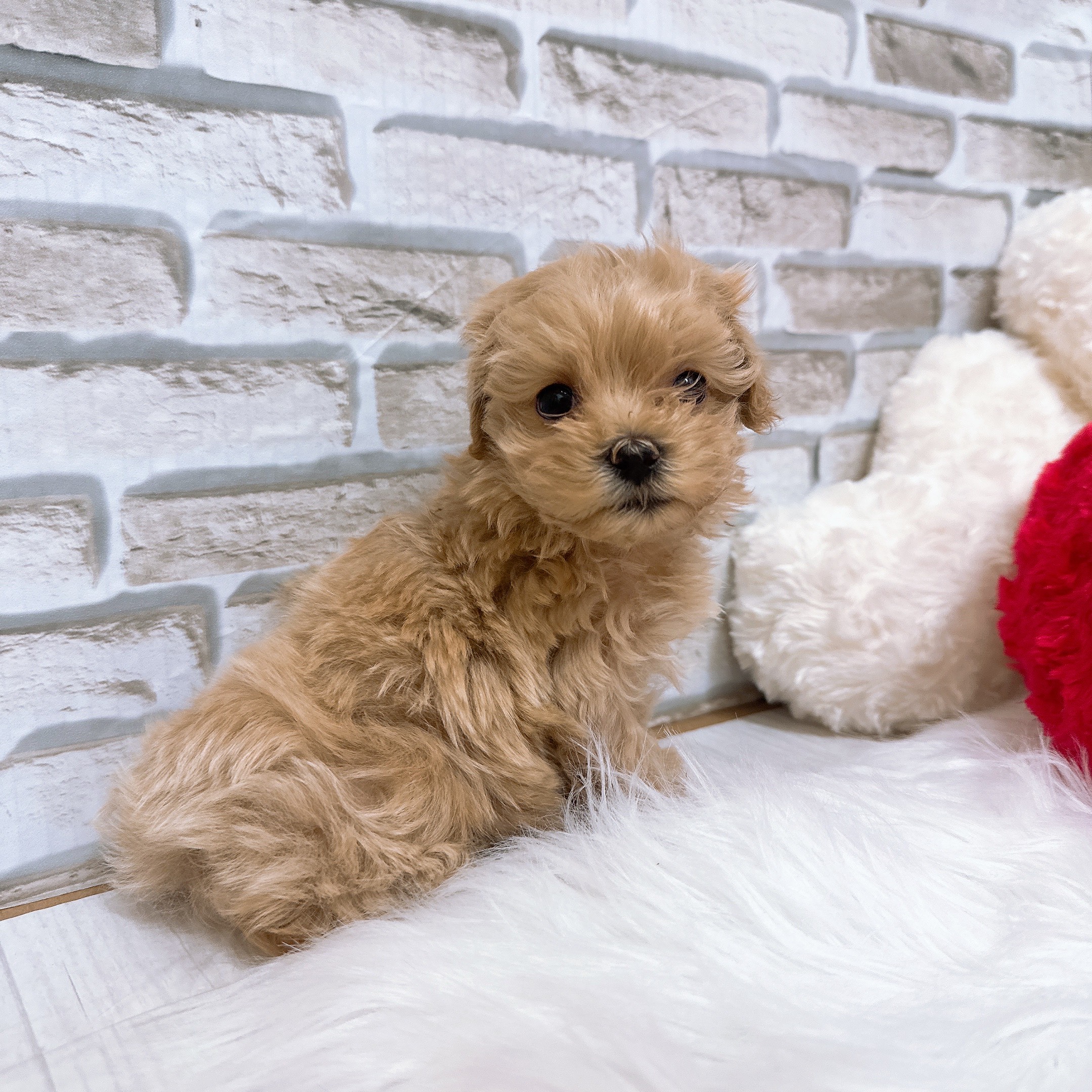 神奈川県のマルプー(マルチーズ×プードル) (犬の家＆猫の里モザイクモール港北店/2025年10月13日生まれ/女の子/アプリコット)の子犬