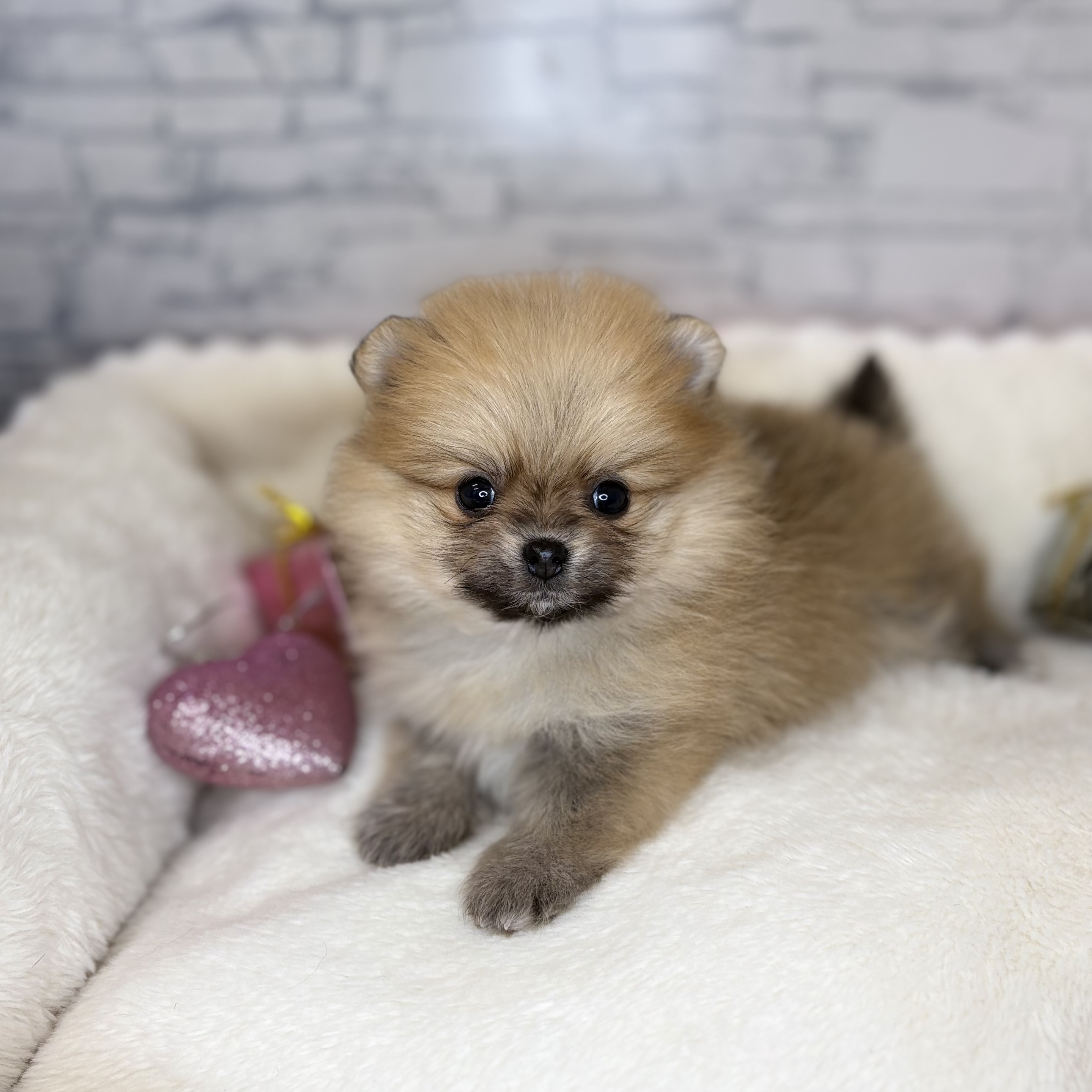 ポメラニアン女の子の写真