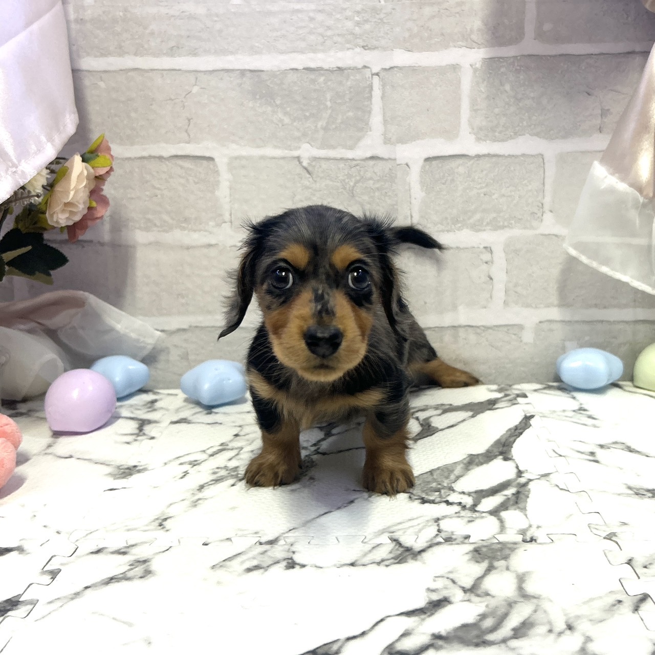 ミニチュアダックス女の子の写真