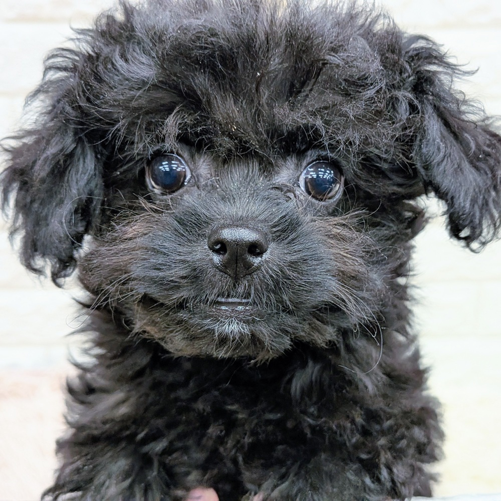 愛知県のチワプー/プーチー(チワワ×プードル) (犬の家＆猫の里MEGAドン・キホーテ東海名和店/2025年10月13日生まれ/女の子/ブラック)の子犬の1枚目の画像